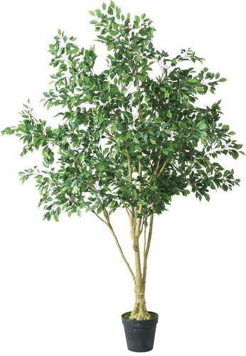 250cmベンジャミンフィカス【グリーン】の画像