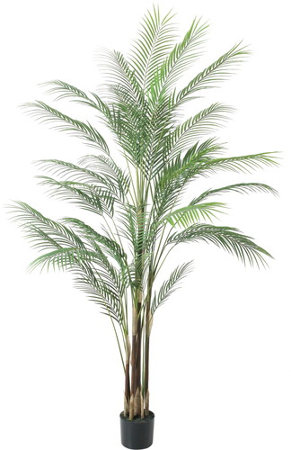 アレカヤシL【グリーン】の画像