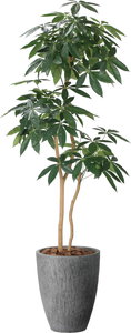 ナチュラルパキラ1.8の画像