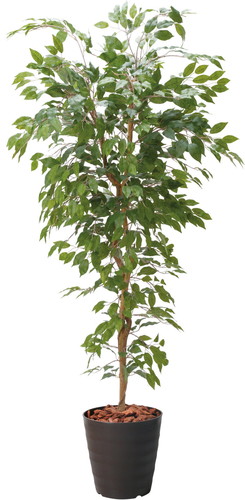 180cmベンジャミンフィカスツリー【ブラウンラベンダー】画像
