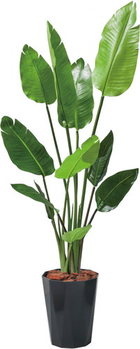 120cmオーガスタの画像