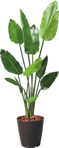 120cmオーガスタ【ブラウンラベンダー】の画像