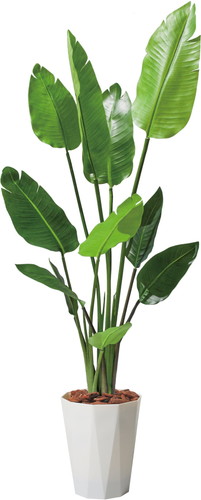 120cmオーガスタの画像