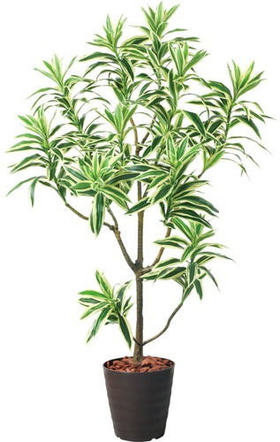 115cmドラセナインディア【ブラウンラベンダー】の画像