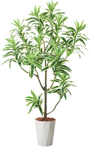 115cmドラセナインディアの画像