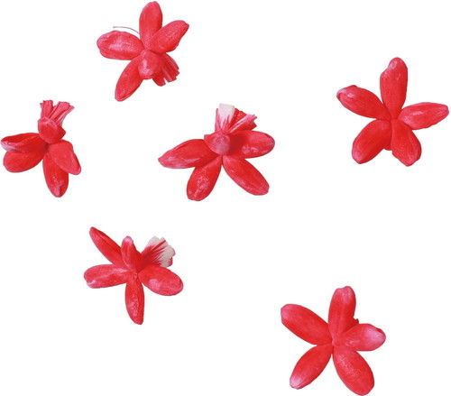 ソラパーツコバナ アカ6Pの画像