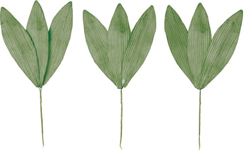 ソラパーツササノハM ミドリ3Pの画像