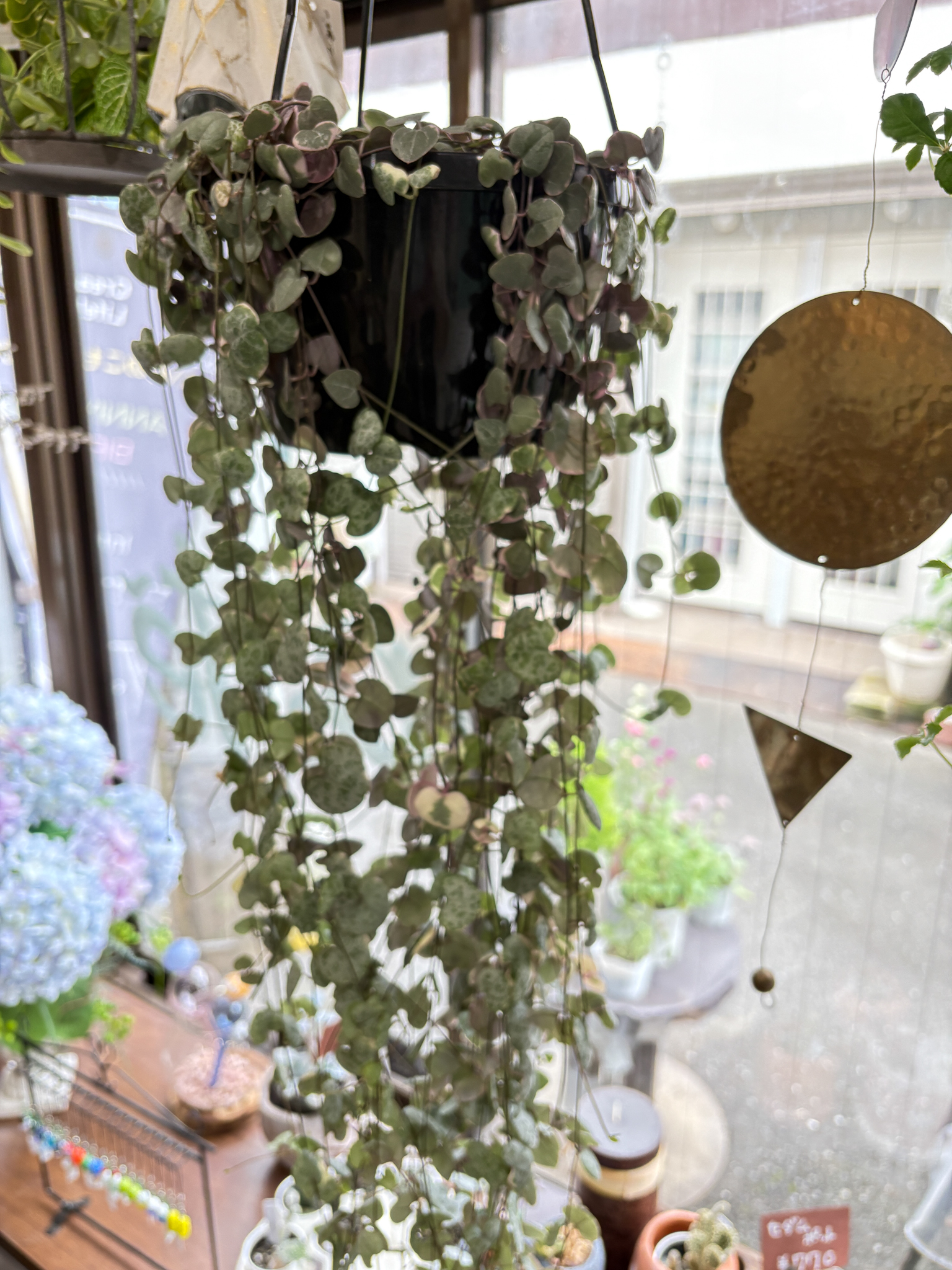 観葉植物　ハートカズラの画像