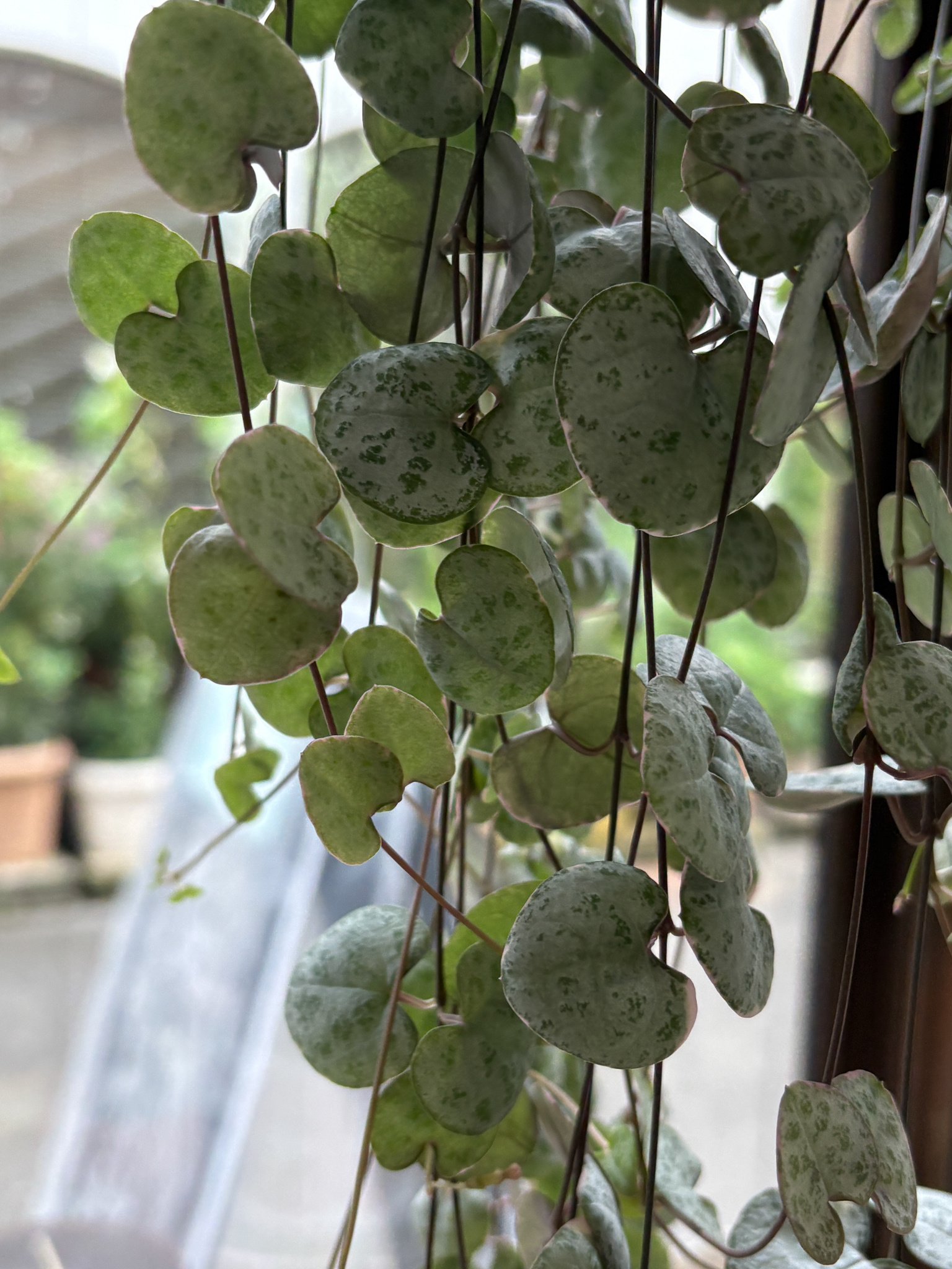 観葉植物　ハートカズラの画像