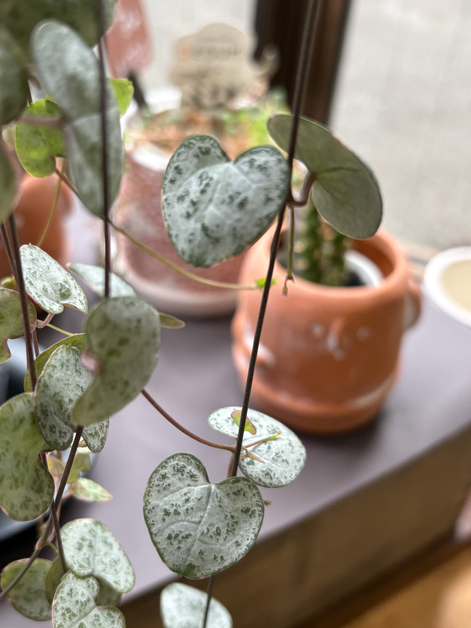 観葉植物　ハートカズラの画像