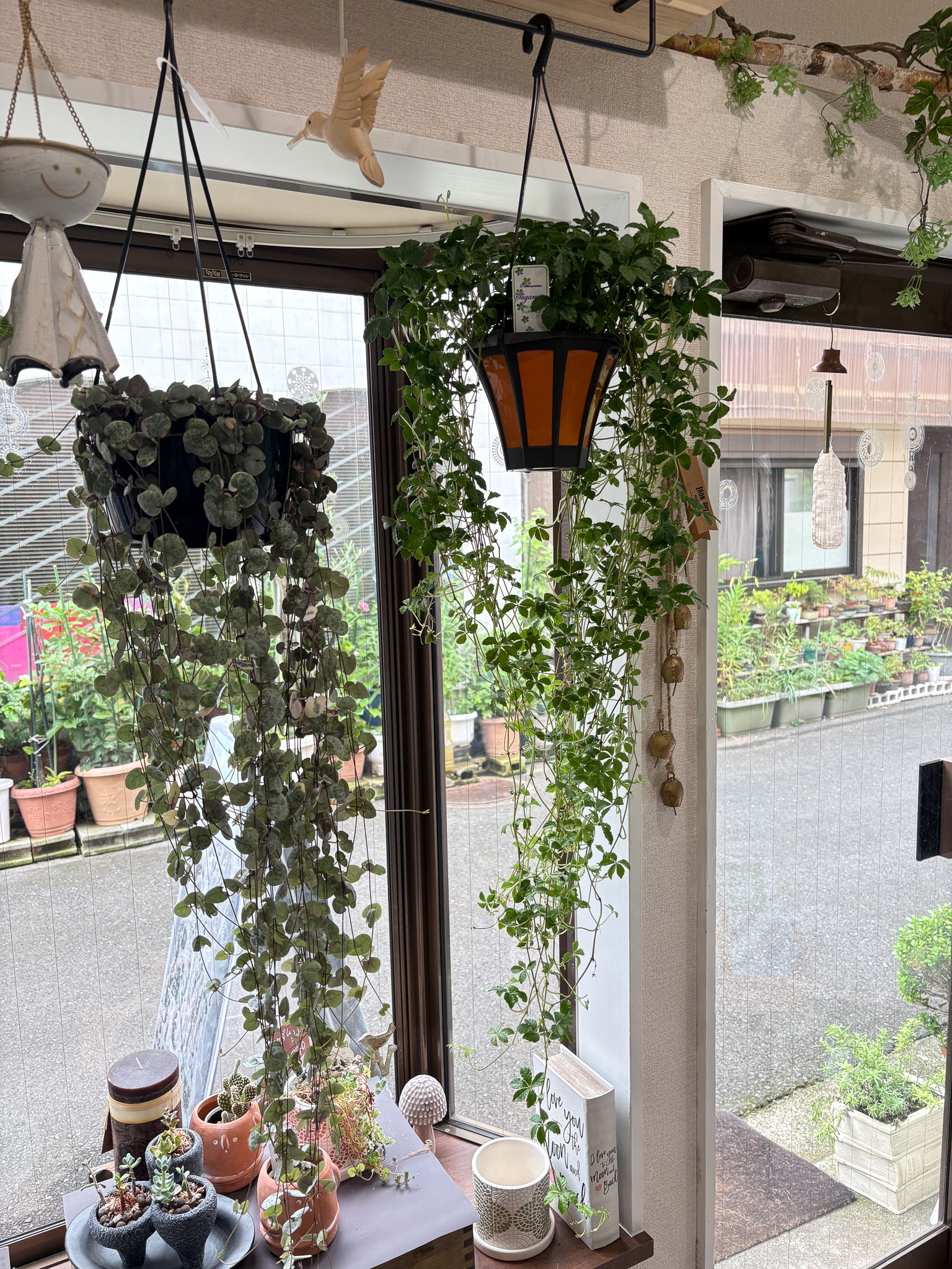 観葉植物　ハートカズラの画像