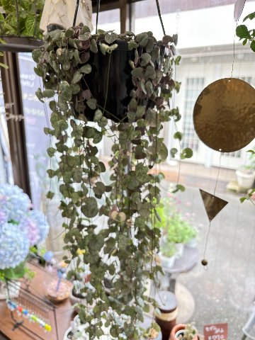 観葉植物　ハートカズラの画像