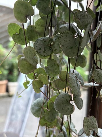 観葉植物　ハートカズラの画像