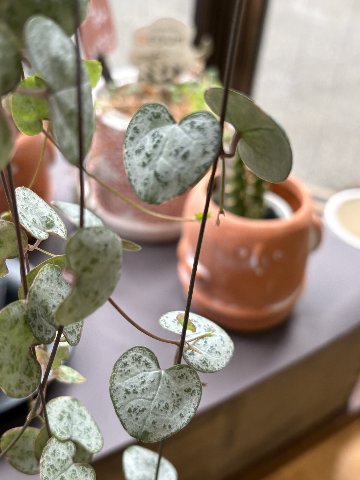 観葉植物　ハートカズラの画像