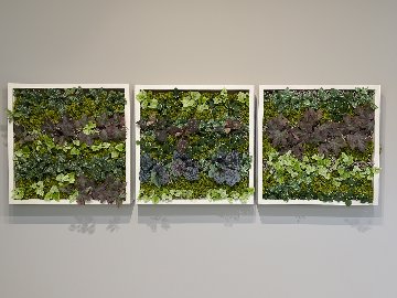 【カスタムオーダー】wall green 造花２５X２５の画像