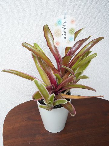 ネオレゲリア　ファイヤフォールの画像