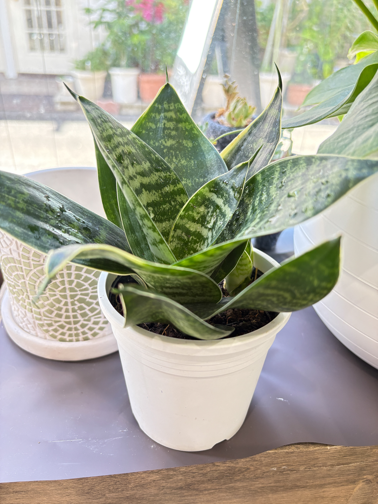 観葉植物　サンスベリアの画像