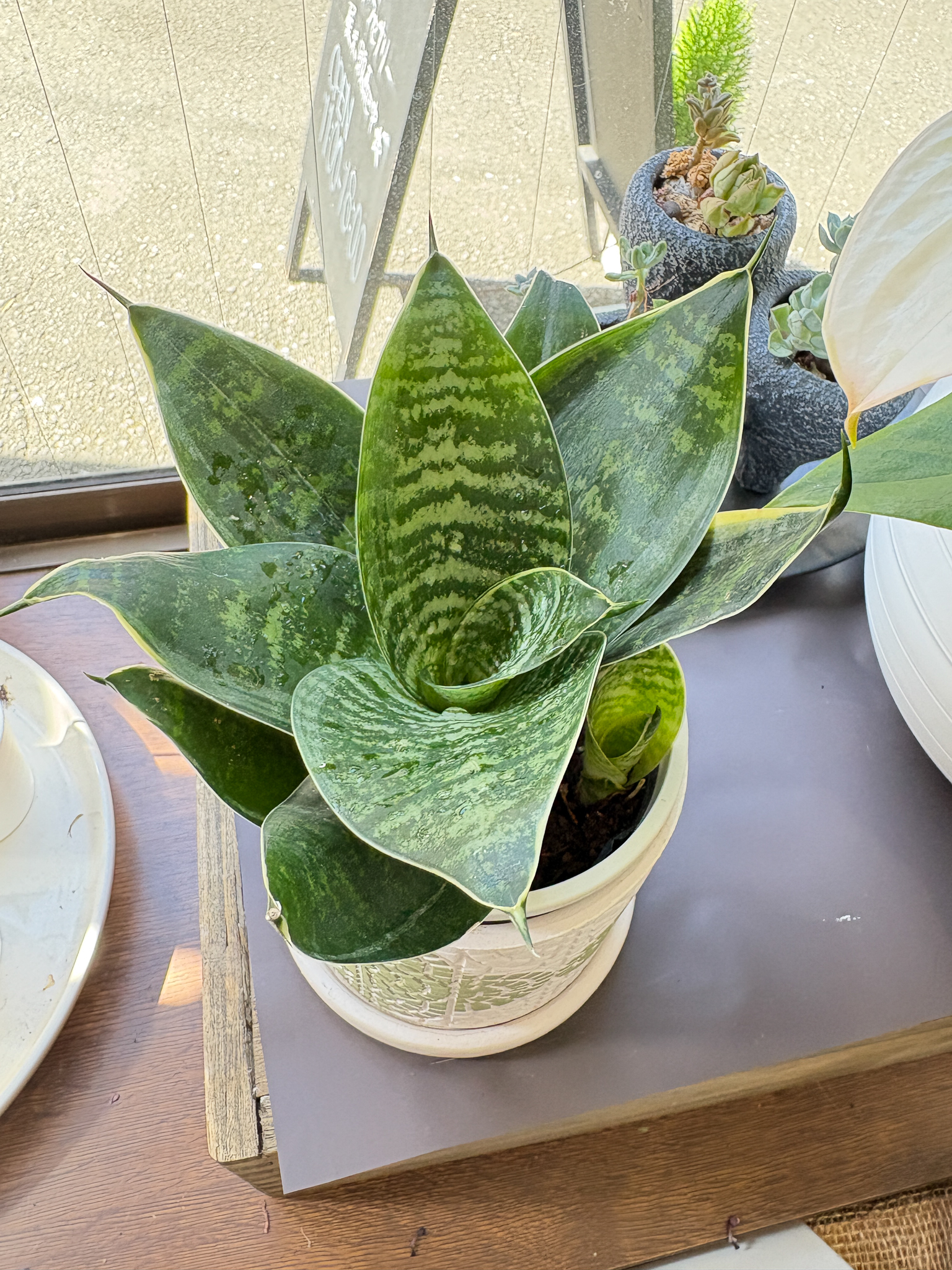 観葉植物　サンスベリアの画像