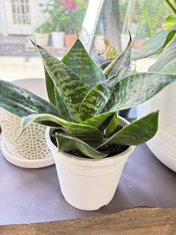 観葉植物　サンスベリアの画像