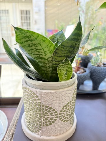 観葉植物　サンスベリアの画像