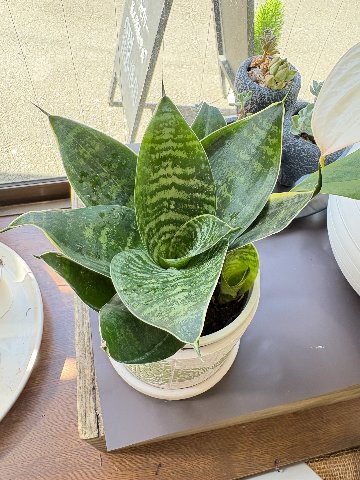 観葉植物　サンスベリアの画像