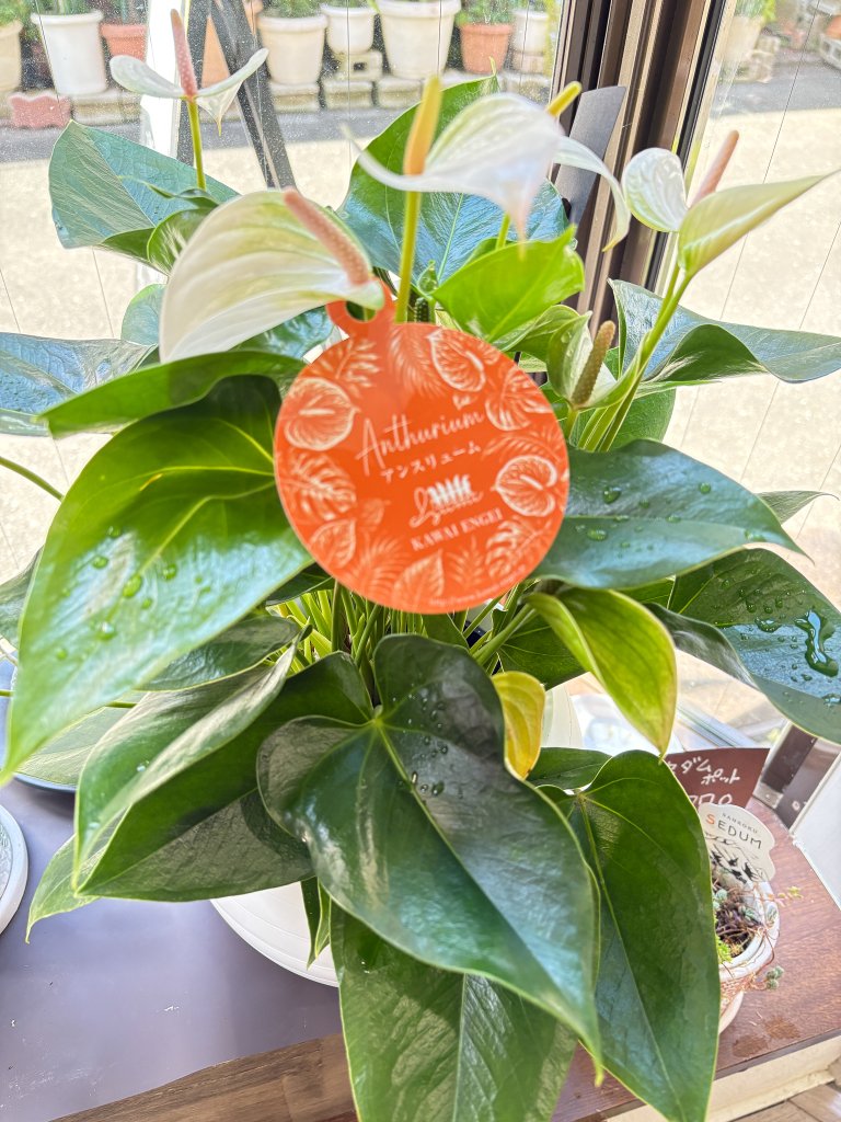 観葉植物　アンスリュームの画像