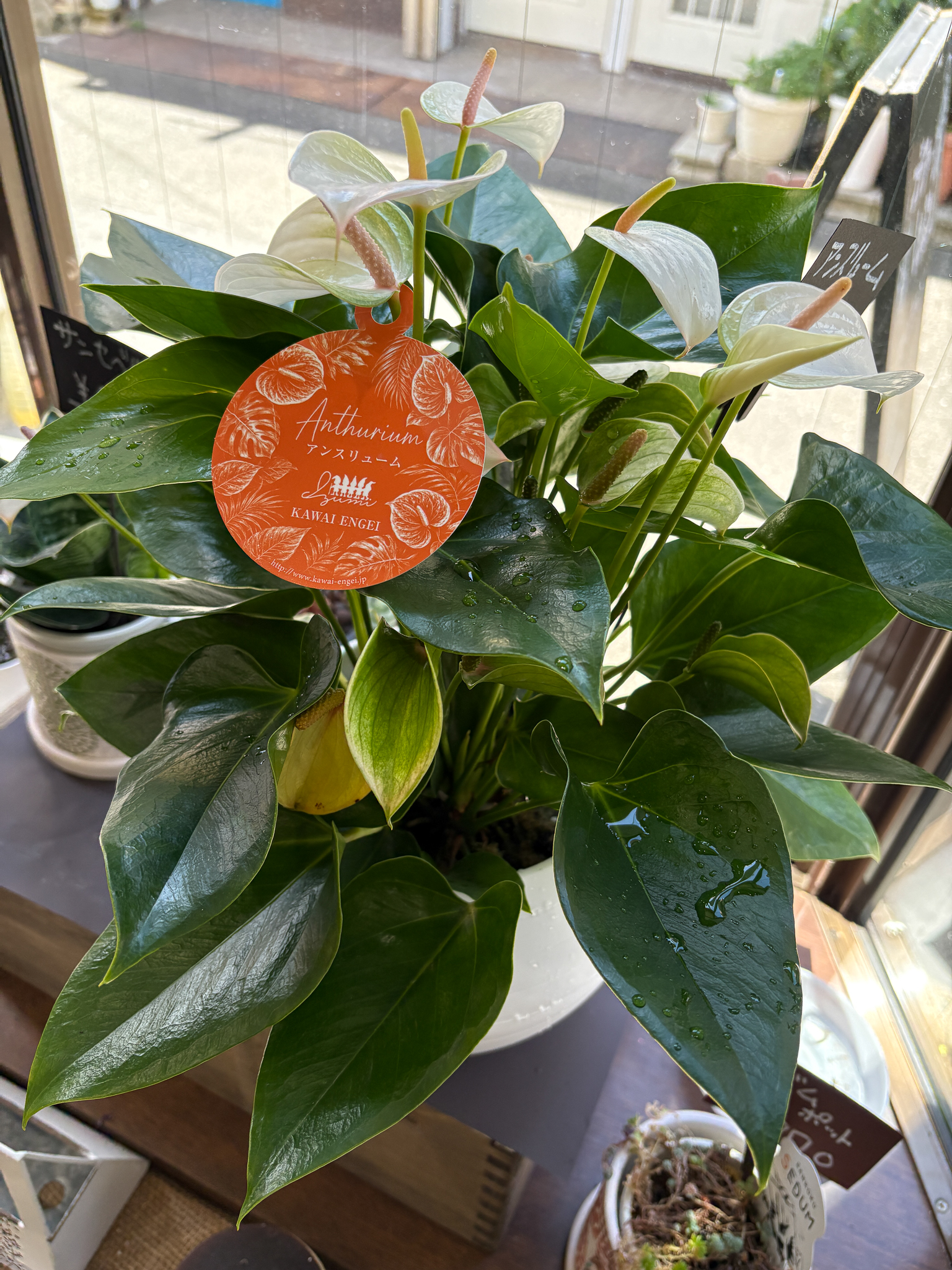 観葉植物　アンスリュームの画像