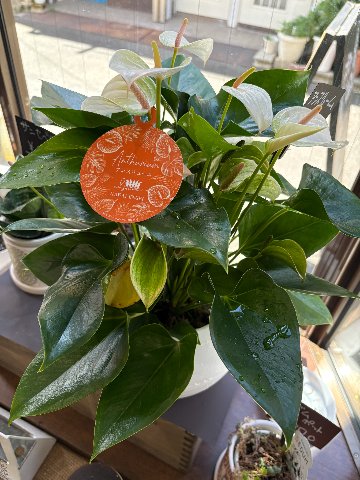 観葉植物　アンスリュームの画像