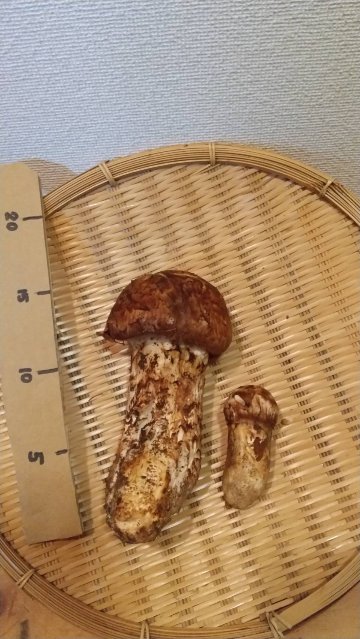 【数量限定】fun社長自ら、手入れのされていない自然の山に入り収穫する、正真正銘の天然松茸 2~300g【10月2日・3日発送分】の画像
