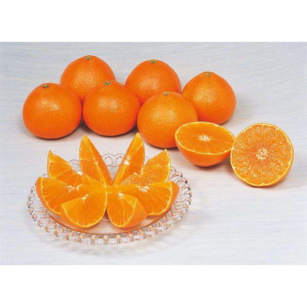 2026年お歳暮特別企画 愛媛県産　紅まどんな　秀品（３ｋｇ） 【全国送料無料】(沖縄・離島は別途)の画像