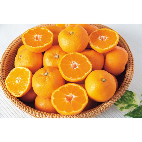2026年お歳暮特別企画 和歌山県産　有田みかん（５ｋｇ） 【全国送料無料】(沖縄・離島は別途)の画像