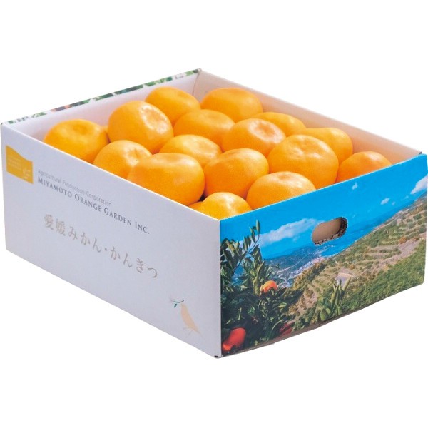 2026年お歳暮特別企画 愛媛県西宇和産　温州みかん（３ｋｇ） 【全国送料無料】(沖縄・離島は別途)の画像
