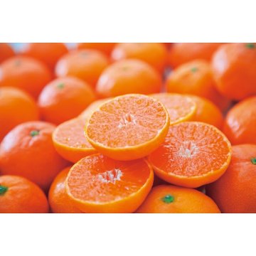 2026年お歳暮特別企画 愛媛県西宇和産　温州みかん（３ｋｇ） 【全国送料無料】(沖縄・離島は別途)の画像