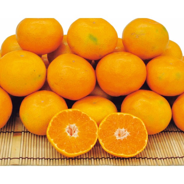 2026年お歳暮特別企画 愛媛県産　日の丸みかん（２ｋｇ） 【全国送料無料】(沖縄・離島は別途)の画像