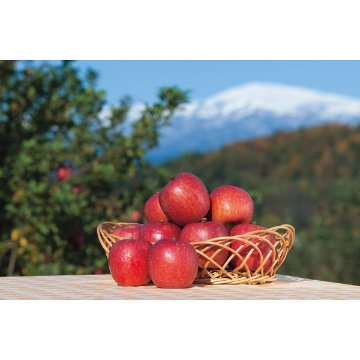 2026年お歳暮特別企画 山形県産　サンふじりんご（５ｋｇ） 【全国送料無料】(沖縄・離島は別途)の画像