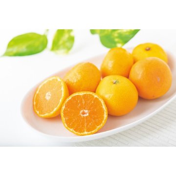 2026年お歳暮特別企画 和歌山県産　とん吉のみかん（５ｋｇ） 【全国送料無料】(沖縄・離島は別途)の画像
