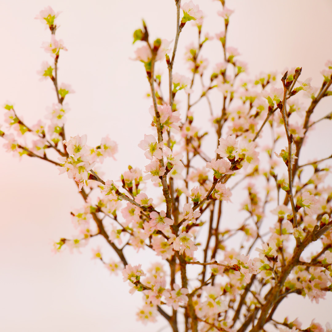 さくらさくブーケ（山形県産 啓翁桜）の画像