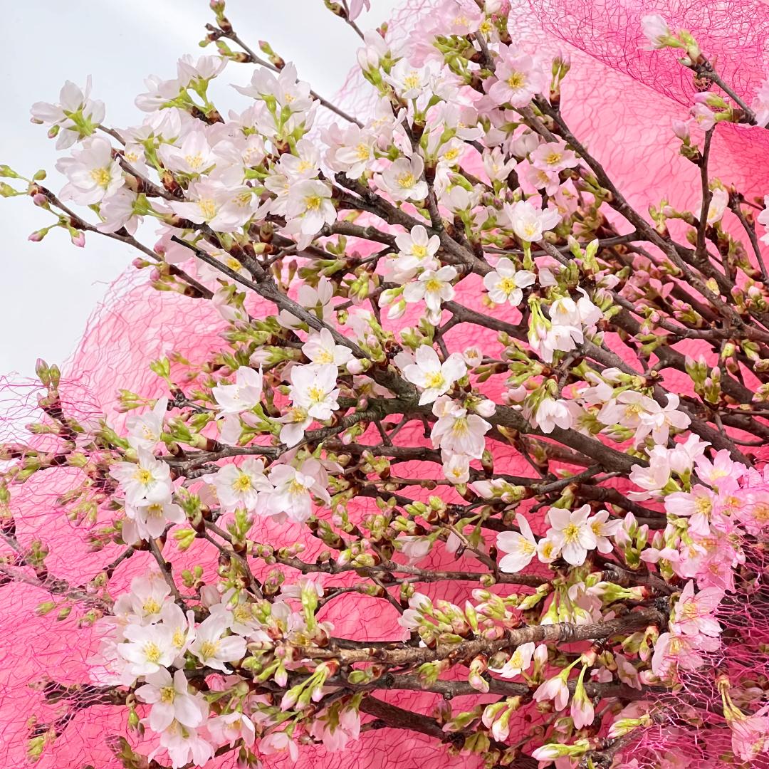 さくらさくブーケ（山形県産 啓翁桜）の画像