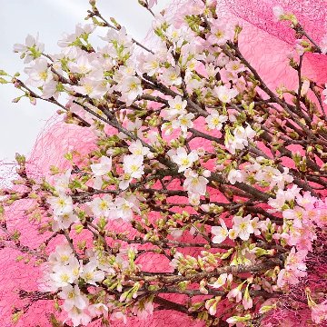 さくらさくブーケ（山形県産 啓翁桜）の画像