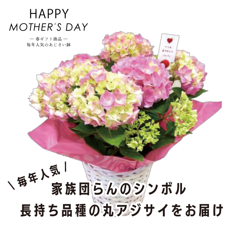 母の日　幸せのまんまるあじさい鉢の画像