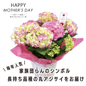 母の日　幸せのまんまるあじさい鉢の画像