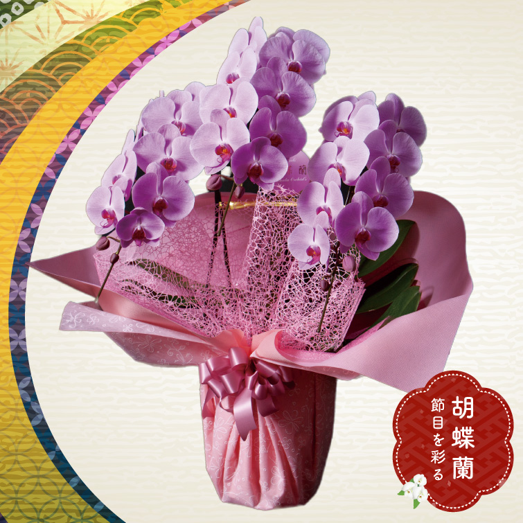 【冬ギフト2025】胡蝶蘭ピンクの画像