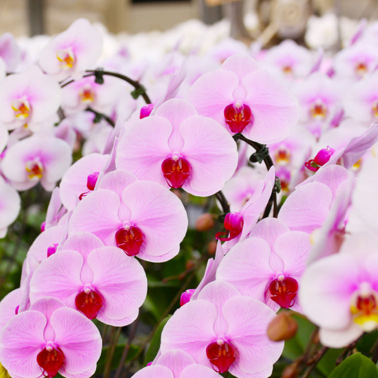 【冬ギフト2025】胡蝶蘭ピンクの画像