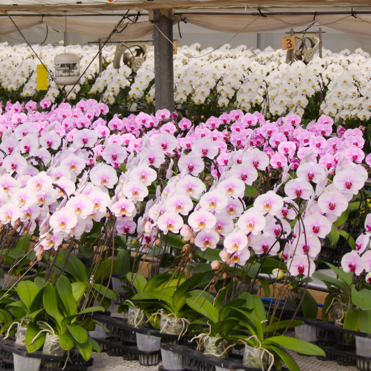 【冬ギフト2025】胡蝶蘭ピンクの画像