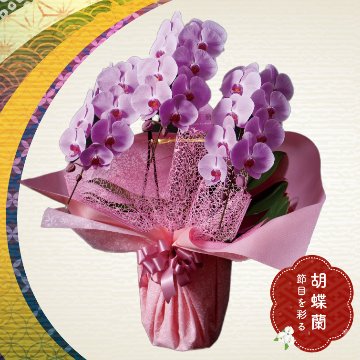 【冬ギフト2025】胡蝶蘭ピンクの画像