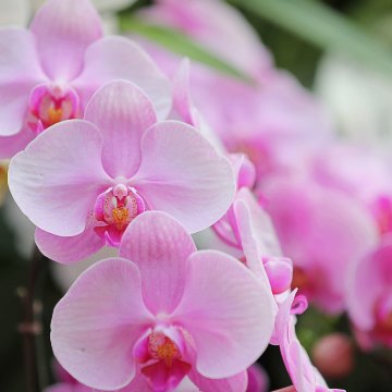 【冬ギフト2025】胡蝶蘭ピンクの画像