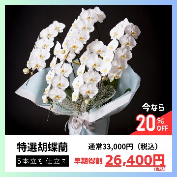 【冬ギフト】5本立ち胡蝶蘭鉢画像