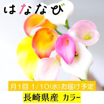 はななび宅配便｜はななび【雄苑】｜長崎から新鮮なお花をお届け