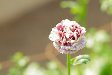 はななび宅配便【3月1回】2週目お届けの画像