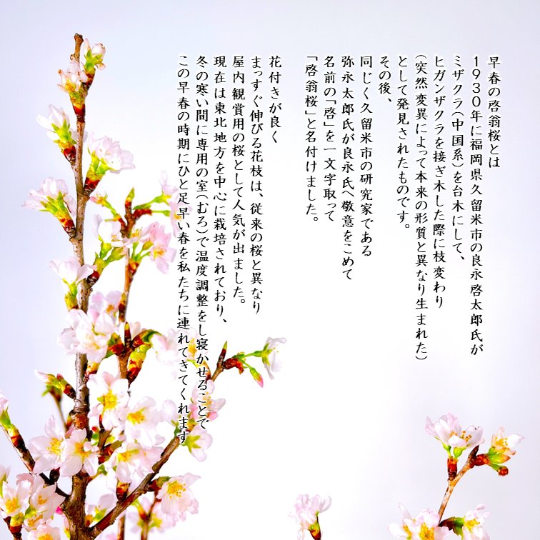 春さくらなび【杵の川の春と啓翁桜】セット画像